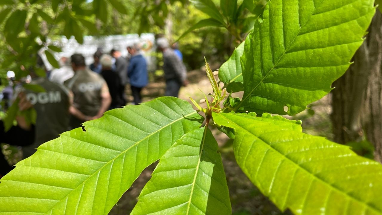 Bartın'da kestane ağaçlarını gal arısından laboratuvarda üretilen böcekler koruyacak