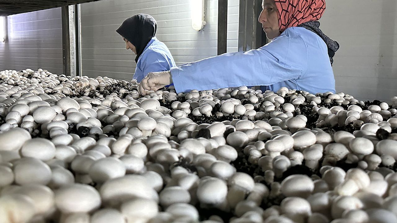 Sakaryalı girişimci çift, devlet desteğiyle kurdukları tesiste yıllık 200 ton kültür mantarı üretiyor