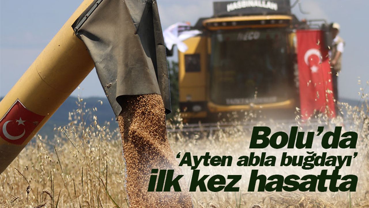 Boluda Ayten abla buğdayı ilk kez hasatta - Köroğlu Gazetesi | Bolu son  dakika haberler