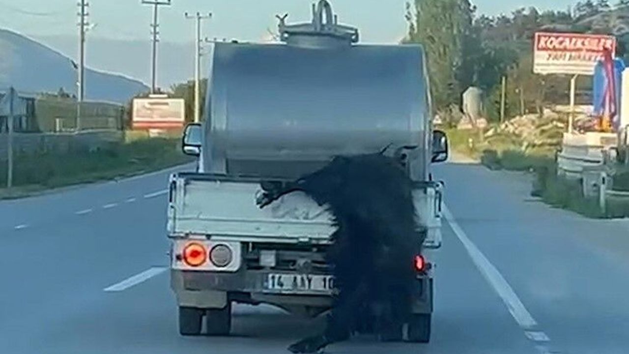 Bolu’da kurbanlığı uygunsuz taşıyan şahsa ceza kesildi!