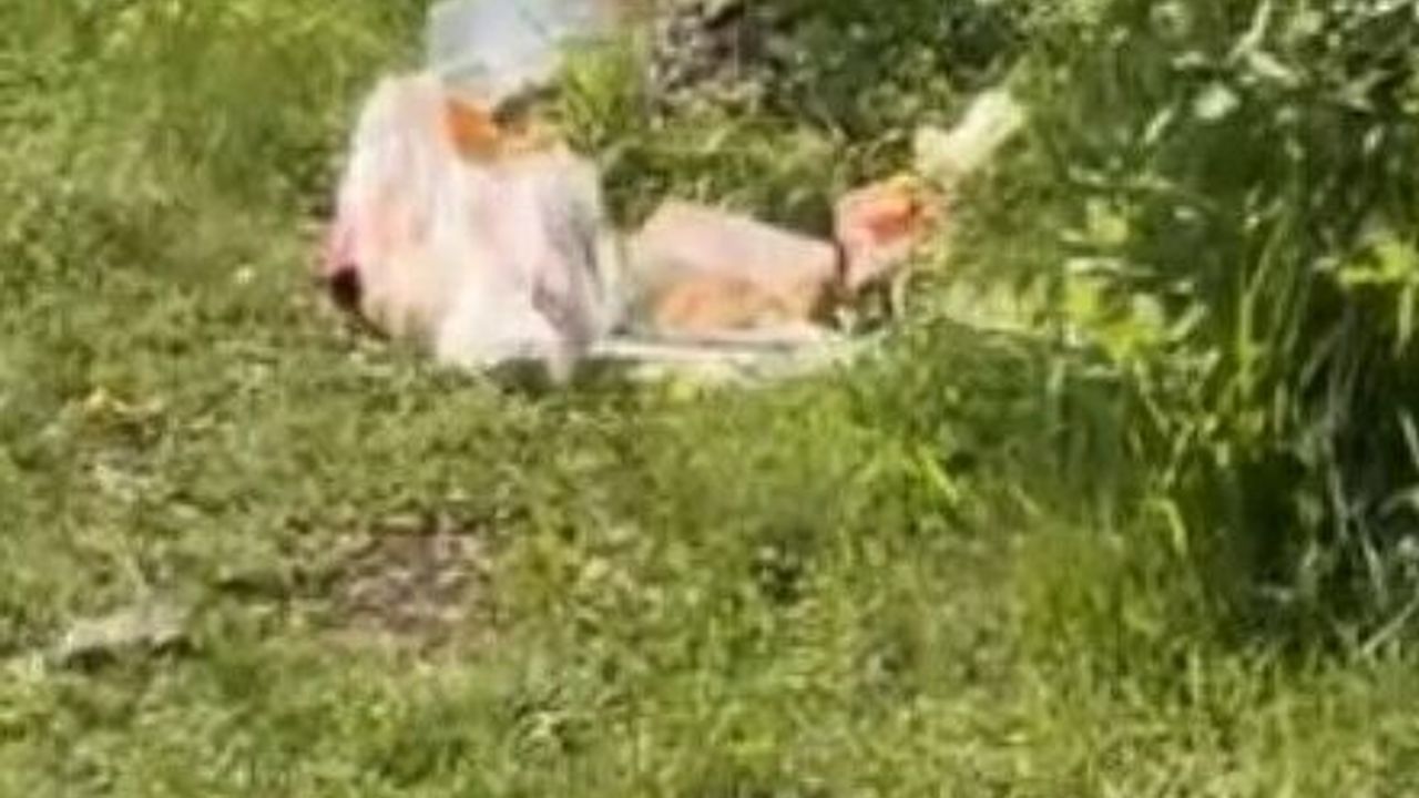 Bolu'da piknikçilerin çöp isyanı: Giriş ücretli, temizlik yo