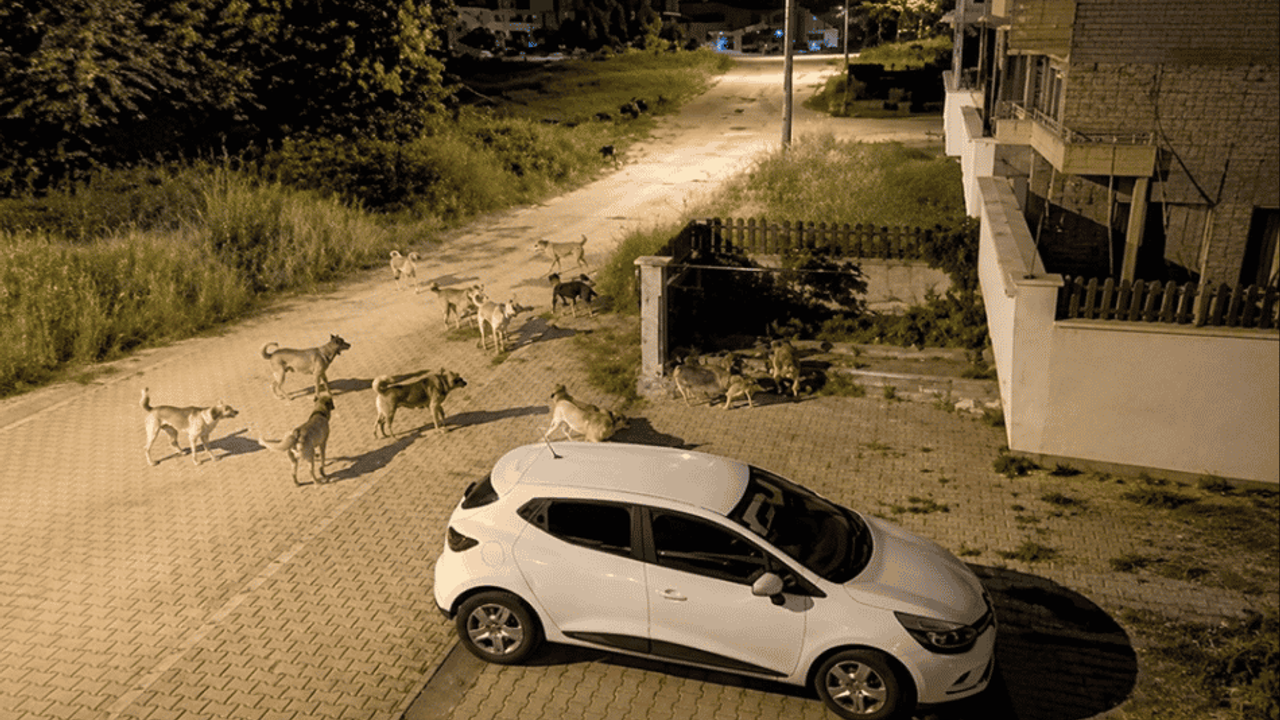 Bolu'da köpek sürüsü tedirginliği