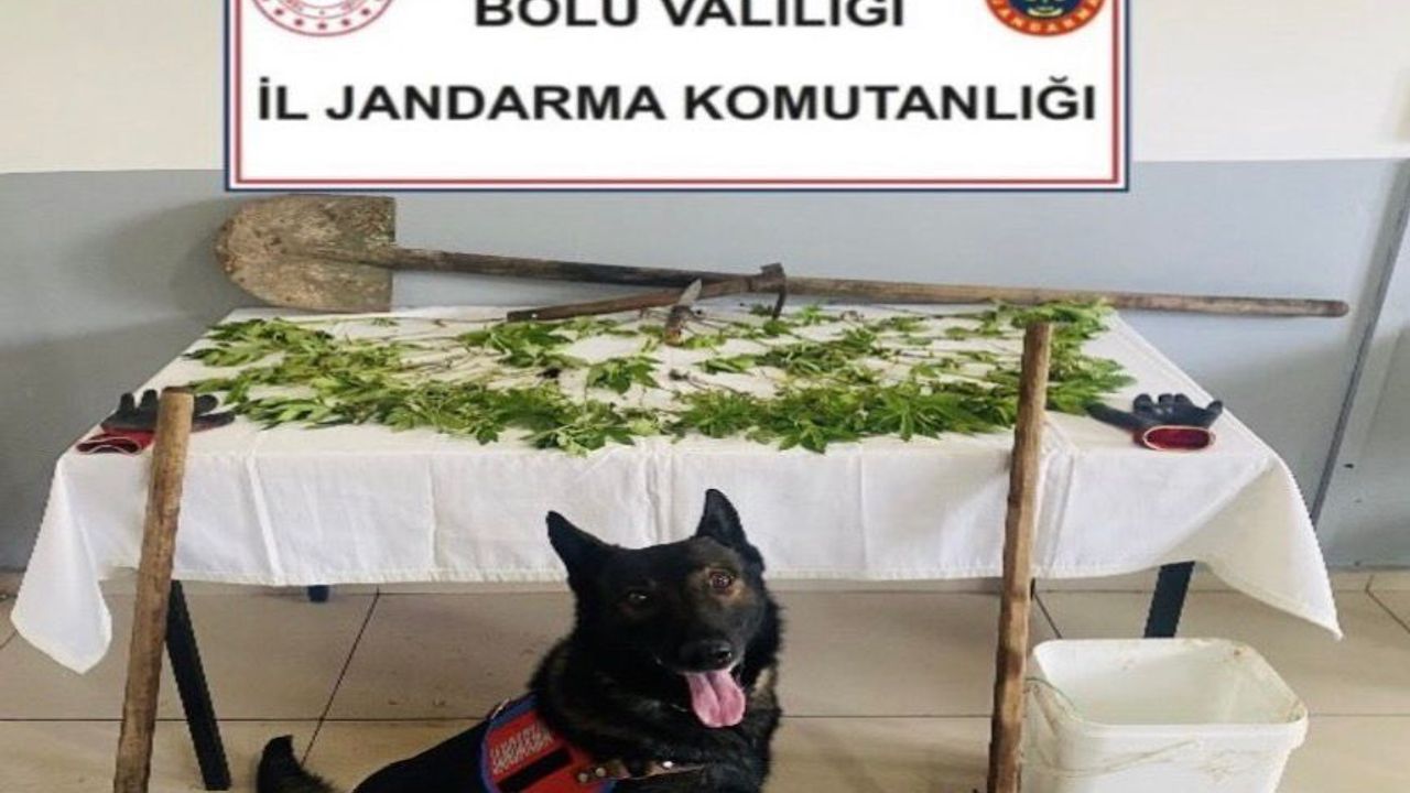 Bolu'da yasa dışı kenevir operasyonu: 1 tutuklama