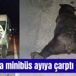 Bolu’da minibüs ayıya çarptı