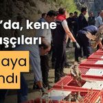 Bolu’da, kene savaşçıları doğaya salındı