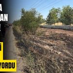 Bolu'da yol kenarına atılan sigara izmariti, kuru otları yaktı