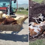 Korkunç haber binlerce hayvan telef oldu