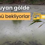 Bolu’da, balıklar kuruyan gölette mahsur kaldı