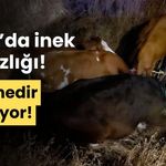 Bolu'da, çalınan 4 inek, tellere bağlı şekilde bulundu
