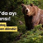 Bolu'da ayının saldırdığı vatandaş, ölümden döndü!