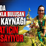 Kanser, şeker, tansiyonun doğal ilacı hasada hazırlanıyor