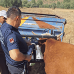 Bolu’da ineğin kafası tarım aletine sıkıştı