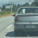 Bolu’da buzağıyı otomobilin arka koltuğunda taşıdılar