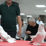 Ev, araba parasına satılan güvercinler görücüye çıktı