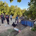 Fındık hasadında facia: 18 kişi yaralandı!
