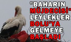 "BAHARIN MÜJDECİSİ" LEYLEKLER BOLU'YA GELMEYE BAŞLADI