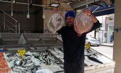 Sinop'ta Ağlara Takılan Kalkan Balıkları Balıkçıların Yüzünü Güldürdü