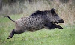 Düzce'de bahçelere zarar veren yaban domuzlarına karşı "sürek avı" yapılacak