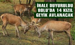 Bolu'da 14 kızıl geyik, 408 bin lira bedelle avlanacak