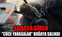 Sobaya giren "cüce yarasalar" doğaya salındı