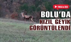 Bolu'da, kızıl geyik görüntülendi