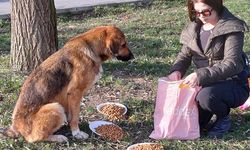 köpeğine yaptığı doğum gününde hediye gelen mamaları sokak hayvanlarına dağıttı