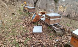Köye inen ayı, arı kovanlarına saldırdı