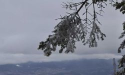 Çam ağaçlarının yaprakları buz tuttu