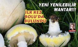 Bolu'da, Türkiye'nin yeni yenilebilir mantarı keşfedildi