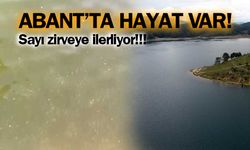 Bolu Abant Gölü'nde yavru balık sayısında büyük artış var