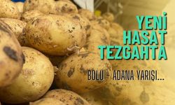 Bolu'da, yeni hasat patatesler tezgaha indi