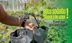 Bolu'daki soğuktan yola çıkan akademisyenler, yeni üzüm türü geliştiriyor