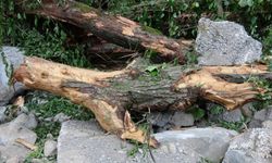 Dere ıslahı çalışmasında bin 183 yaşındaki porsuk ağacını kökünden kestiler
