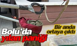 Bolu’da yılan paniği