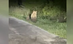 Kastamonu'da yolda koşan ayılar cep telefonuyla görüntülendi