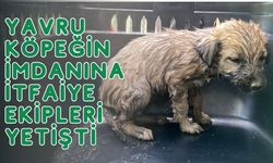 Melen Çayı'nda mahsur kalan köpek yavrusu kurtarıldı