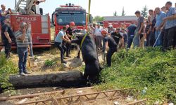 Kurbanlık, az daha boğuluyordu