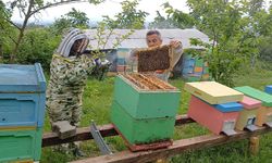 Yığılca arısına dünya arıcılarından yoğun talep