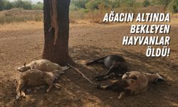 Yıldırım düşen ağacın altındaki 5 hayvan telef oldu