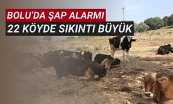 Bolu’da şap alarmı 22 köyde sıkıntı büyük