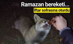 Bolu'da yiyecek arayan tilki, iftar sofrasına oturdu