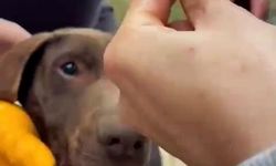 Boğazına ağaç parçası takılan köpeğin yardımına vatandaşlar koştu