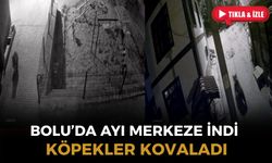 Yiyecek aramaya inen ayıyı köpekler kovaladı: O anlar kamerada