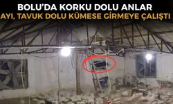 Bolu’da kümese girmeye çalışan ayı kamerada