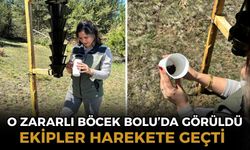 Ormanları kurutan böceğe karşı sıkı önlem