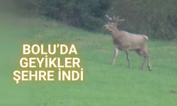 Bolu’da geyikler şehre indi