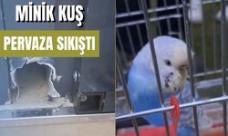 Pervaza sıkışan muhabbet kuşu kurtarıldı
