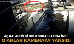 Aç kalan tilki Bolu sokaklarına indi