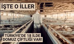 Türkiye’de 18 ilde domuz çiftliği var!