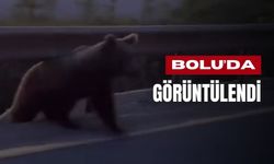 Yol kenarında boz ayı ve yavruları görüntülendi